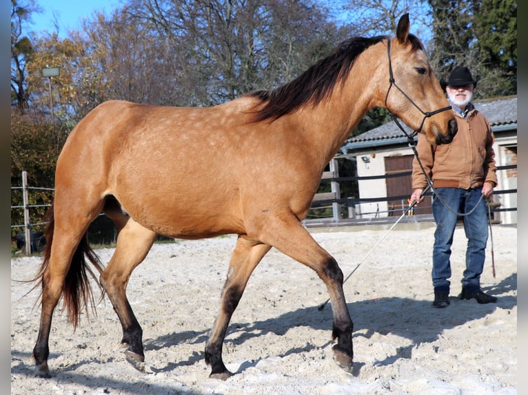 American Quarter Horse Gelding 3 years 15.1 hh Buckskin in Müglitztal