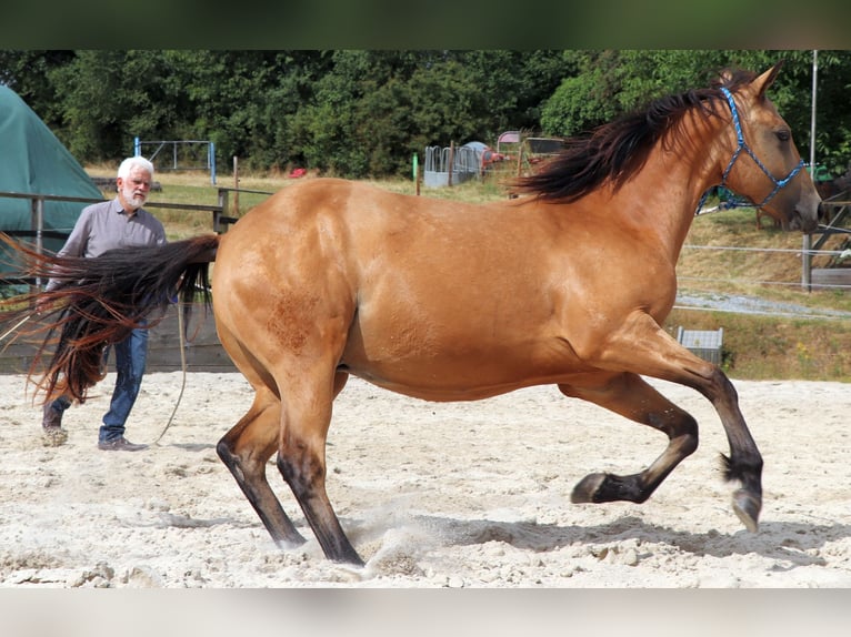 American Quarter Horse Gelding 3 years 15.1 hh Buckskin in Müglitztal
