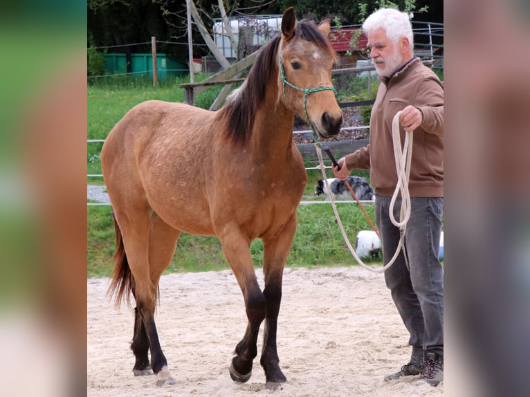 American Quarter Horse Gelding 3 years 15.1 hh Buckskin in Müglitztal