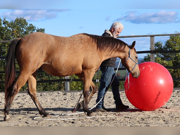 American Quarter Horse Gelding 3 years 15.1 hh Buckskin in Müglitztal