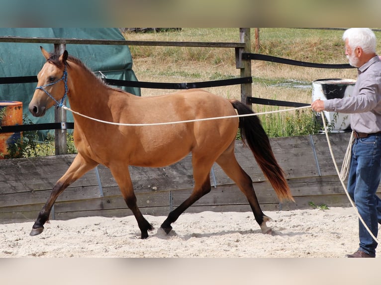 American Quarter Horse Gelding 3 years 15.1 hh Buckskin in Müglitztal