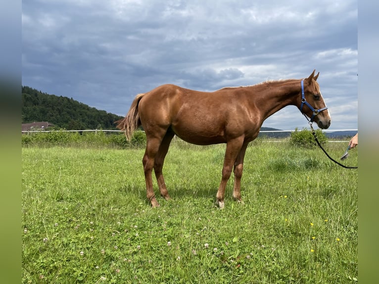 American Quarter Horse Gelding 3 years 15,1 hh Chestnut-Red in Steinen
