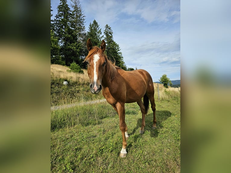 American Quarter Horse Gelding 3 years 15,1 hh Chestnut-Red in Steinen