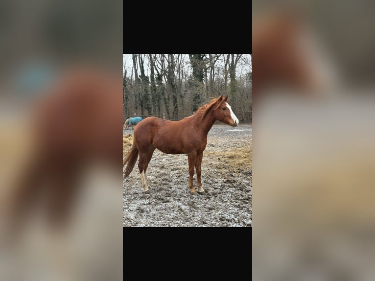 American Quarter Horse Gelding 3 years 15,1 hh Chestnut-Red in Dörfles