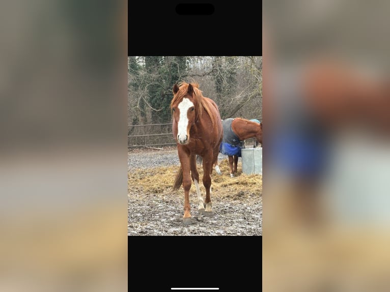 American Quarter Horse Gelding 3 years 15,1 hh Chestnut-Red in Dörfles