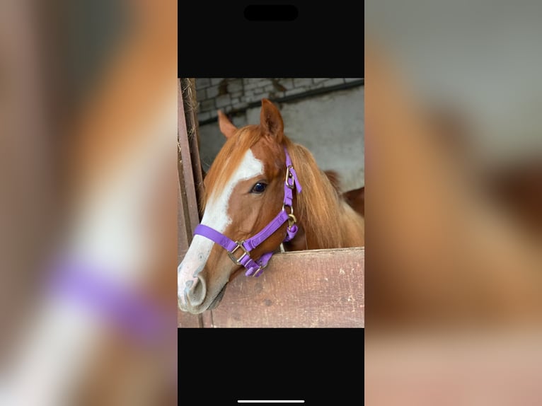 American Quarter Horse Gelding 3 years 15,1 hh Chestnut-Red in Dörfles