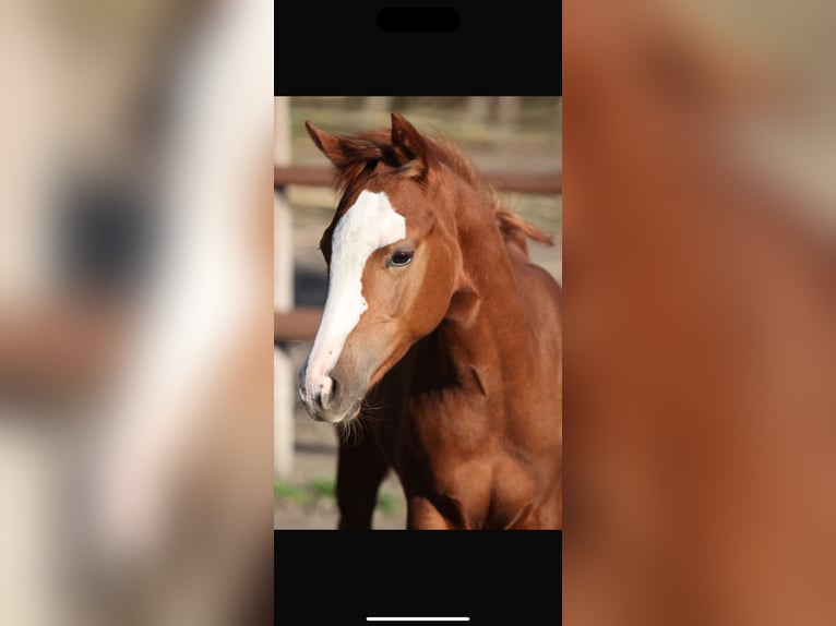 American Quarter Horse Gelding 3 years 15,1 hh Chestnut-Red in Dörfles