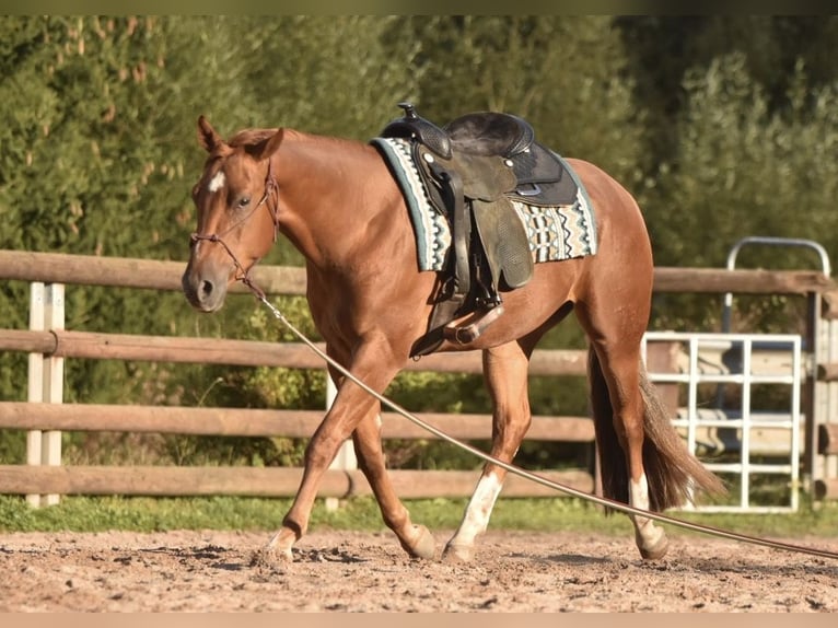 American Quarter Horse Gelding 3 years 15,1 hh Chestnut-Red in Floh-Seligenthal