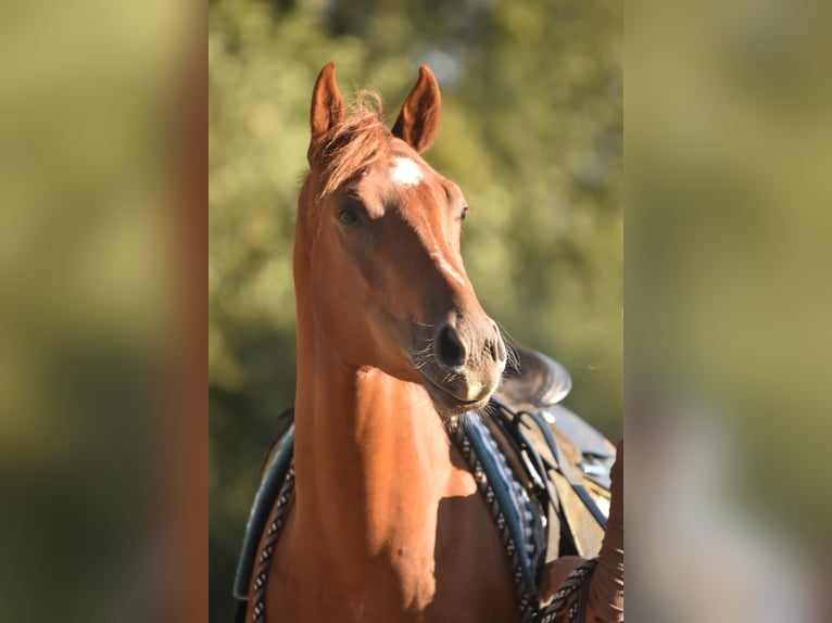 American Quarter Horse Gelding 3 years 15,1 hh Chestnut-Red in Floh-Seligenthal