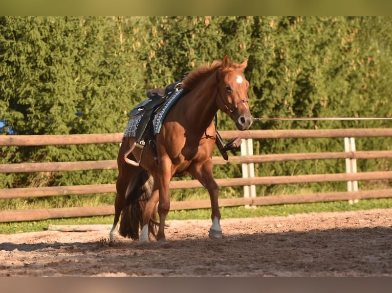 American Quarter Horse Gelding 3 years 15,1 hh Chestnut-Red in Floh-Seligenthal