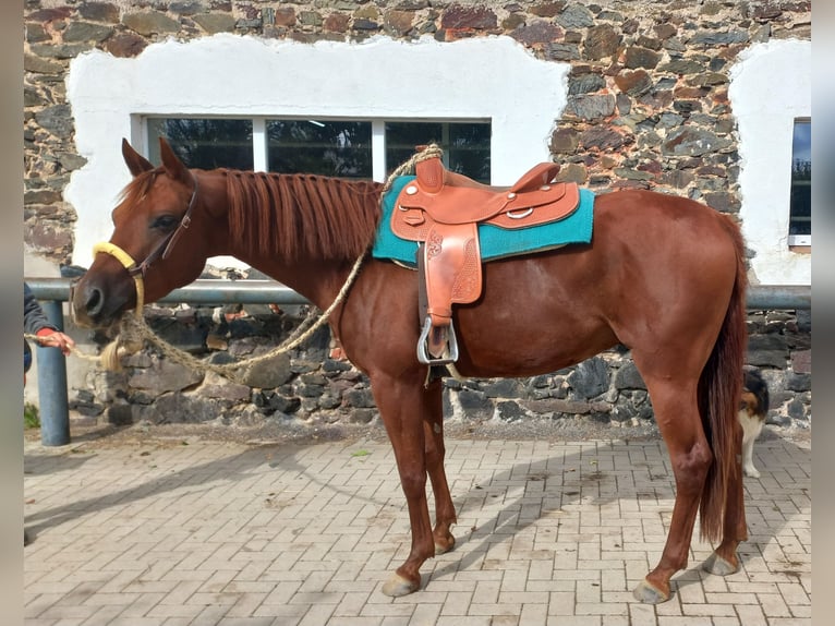 American Quarter Horse Gelding 3 years 15,1 hh Chestnut-Red in Harth-Pöllnitz