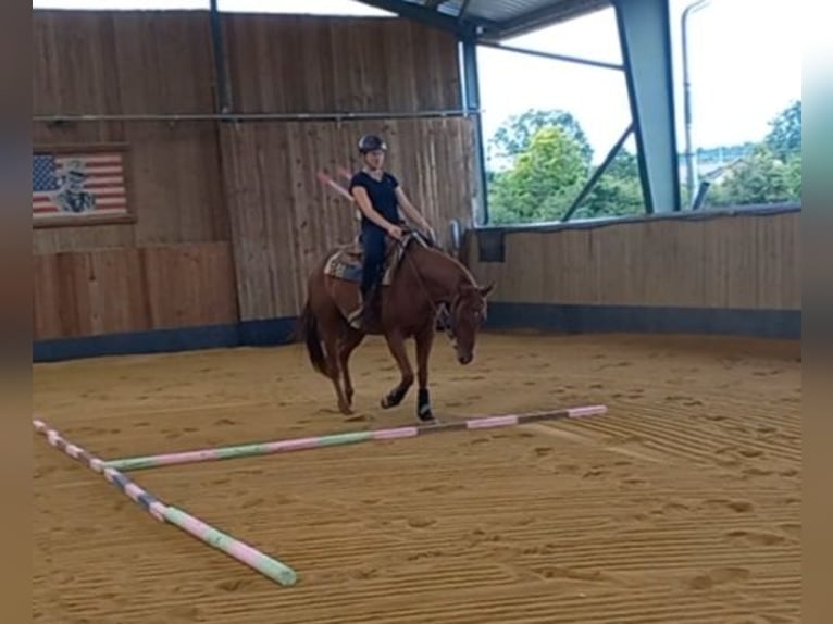 American Quarter Horse Gelding 3 years 15,1 hh Chestnut-Red in Harth-Pöllnitz