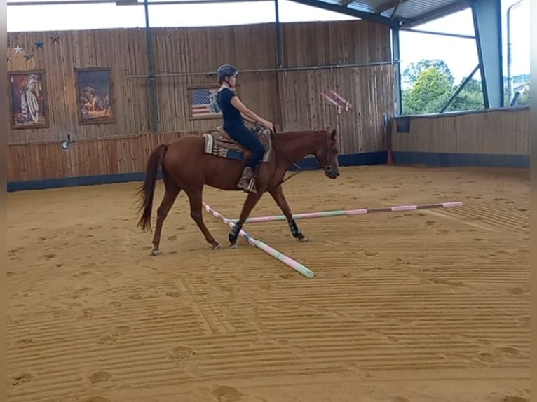 American Quarter Horse Gelding 3 years 15,1 hh Chestnut-Red in Harth-Pöllnitz