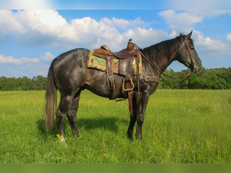 American Quarter Horse Gelding 3 years 15.1 hh Grey in Rusk