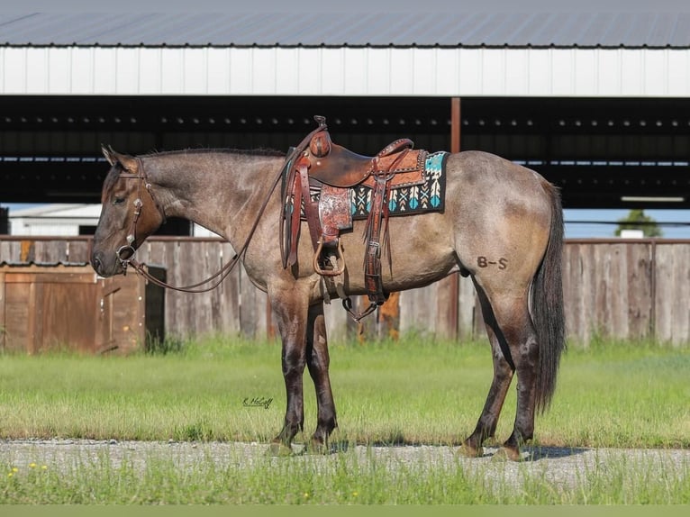 American Quarter Horse Gelding 3 years 15,1 hh Grullo in Ravenna