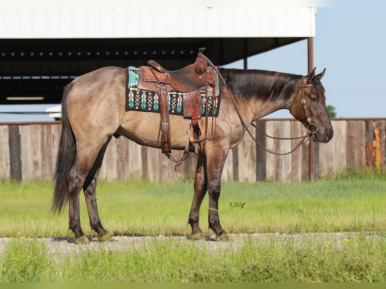 American Quarter Horse Gelding 3 years 15,1 hh Grullo in Ravenna