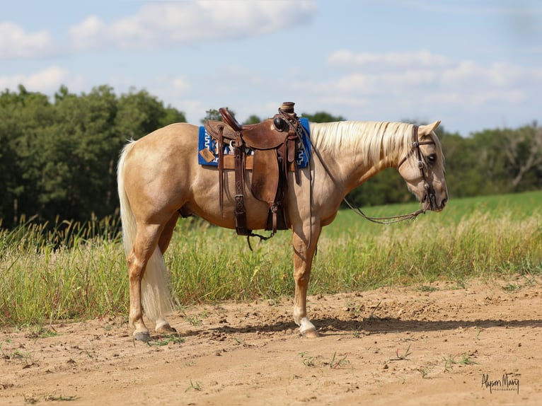 American Quarter Horse Gelding 3 years 15,1 hh Palomino in Bellevue