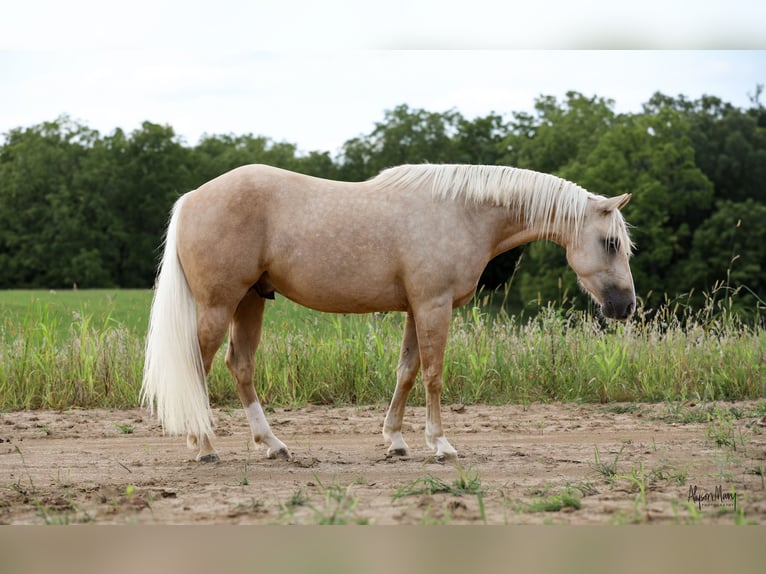 American Quarter Horse Gelding 3 years 15,1 hh Palomino in Bellevue