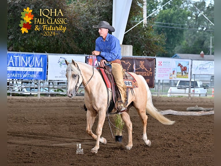 American Quarter Horse Gelding 3 years 15,1 hh Palomino in Bellevue