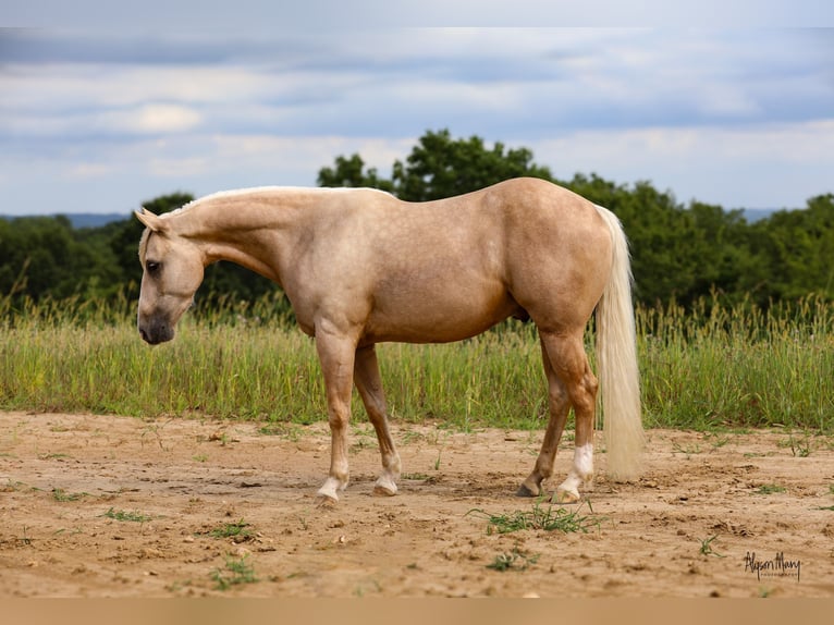 American Quarter Horse Gelding 3 years 15,1 hh Palomino in Bellevue