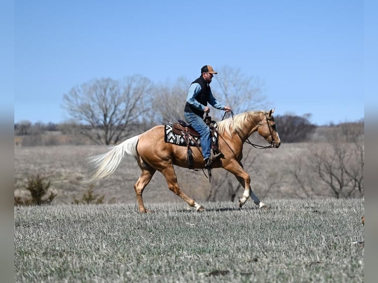 American Quarter Horse Gelding 3 years 15,1 hh Palomino in Canistota