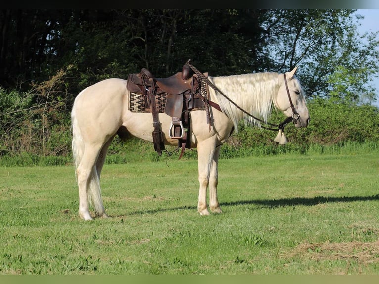 American Quarter Horse Gelding 3 years 15,1 hh Palomino in Rebersburg