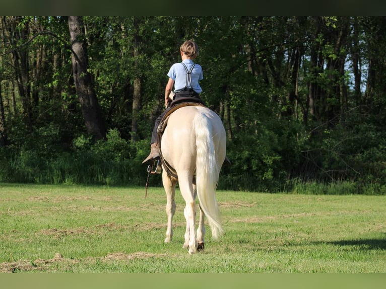 American Quarter Horse Gelding 3 years 15,1 hh Palomino in Rebersburg