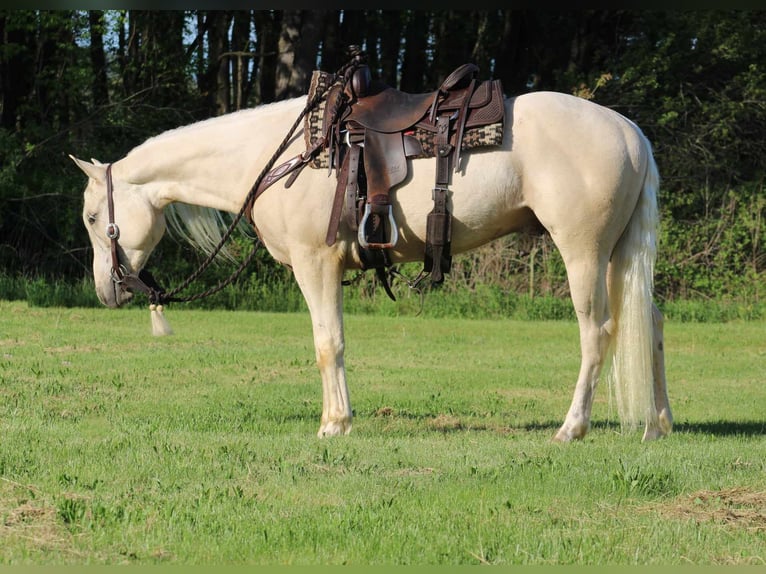 American Quarter Horse Gelding 3 years 15,1 hh Palomino in Rebersburg