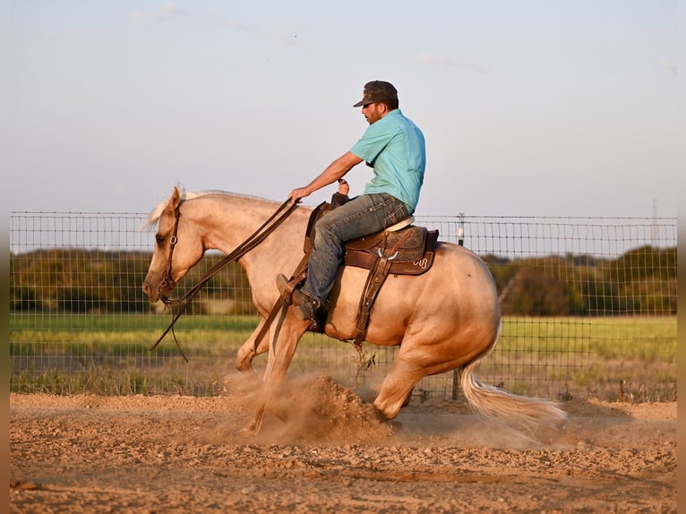 American Quarter Horse Gelding 3 years 15,1 hh Palomino in Waco, TX