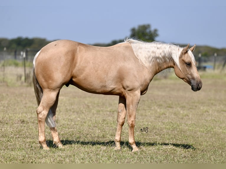 American Quarter Horse Gelding 3 years 15,1 hh Palomino in Waco, TX