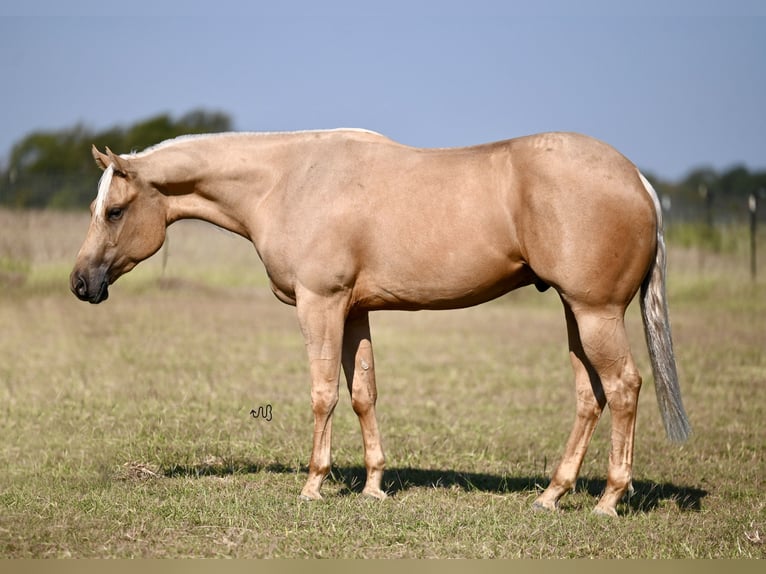 American Quarter Horse Gelding 3 years 15,1 hh Palomino in Waco, TX