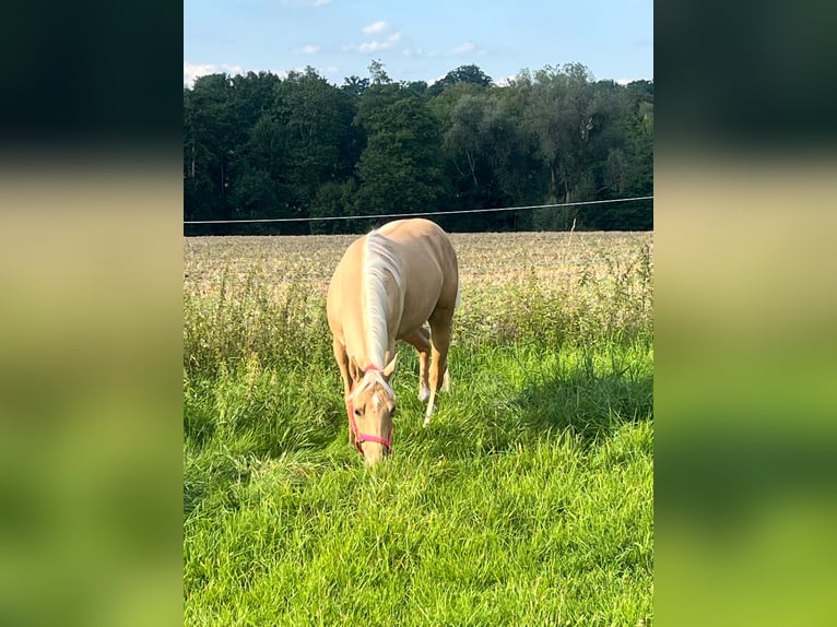 American Quarter Horse Gelding 3 years 15.1 hh Palomino in Wasserburg am Inn