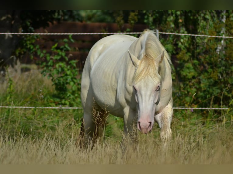 American Quarter Horse Gelding 3 years 15.1 hh Perlino in Aichach