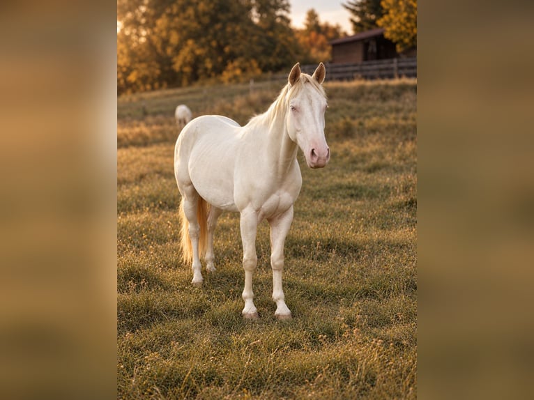 American Quarter Horse Gelding 3 years 15.1 hh Perlino in Aichach