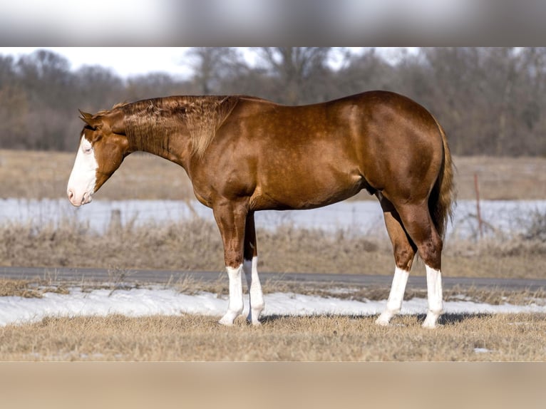 American Quarter Horse Gelding 3 years 15,1 hh Red Dun in Marshall, MO