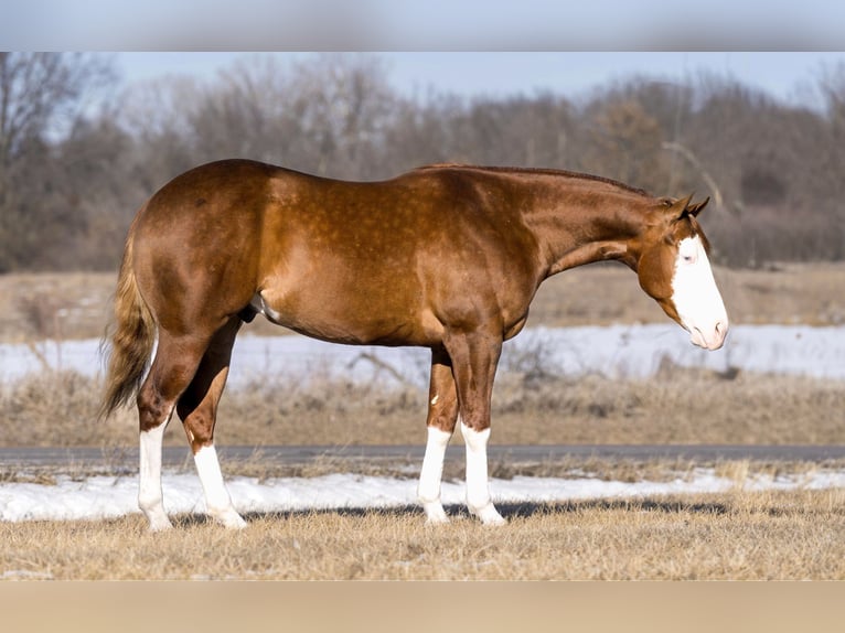 American Quarter Horse Gelding 3 years 15,1 hh Red Dun in Marshall, MO