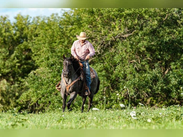 American Quarter Horse Gelding 3 years 15,1 hh Roan-Blue in Joy