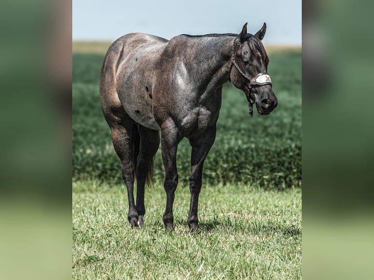 American Quarter Horse Gelding 3 years 15,1 hh Roan-Blue in Joy