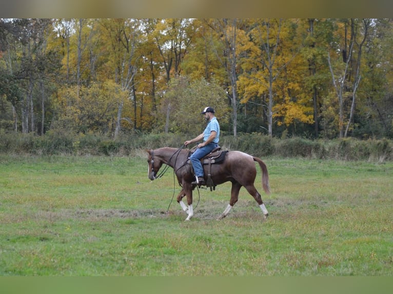 American Quarter Horse Gelding 3 years 15,1 hh Roan-Red in Lebanon