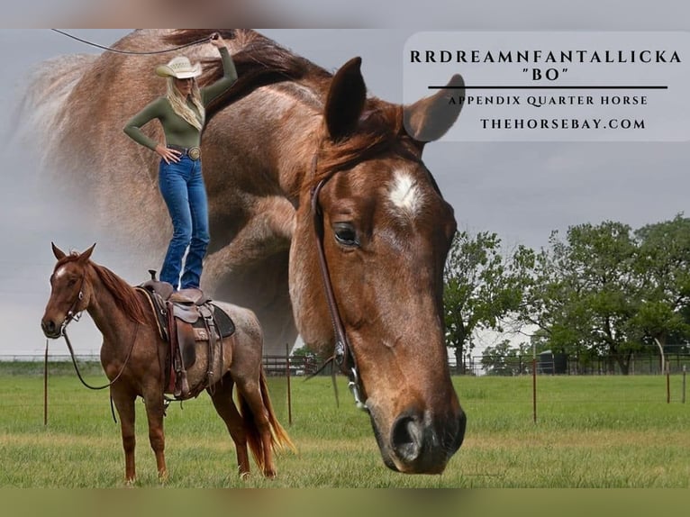 American Quarter Horse Gelding 3 years 15.1 hh Roan-Red in Ozark, AR