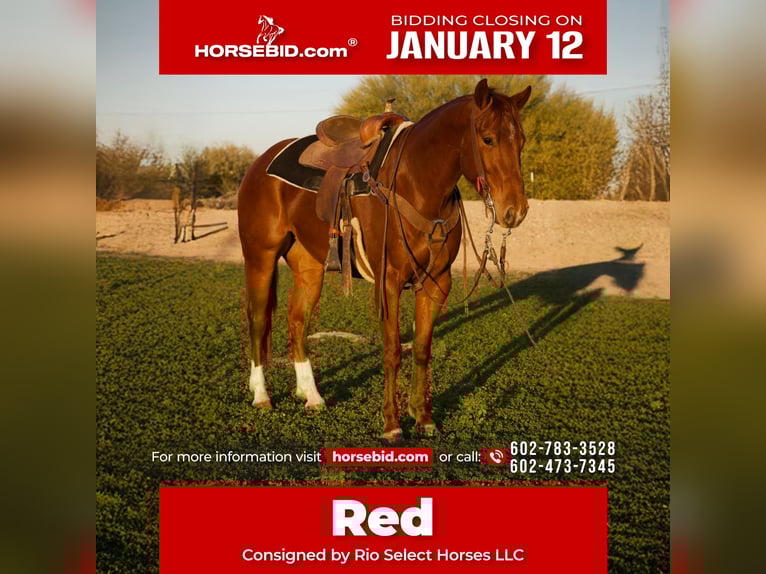 American Quarter Horse Gelding 3 years 15.1 hh Sorrel in Phoenix
