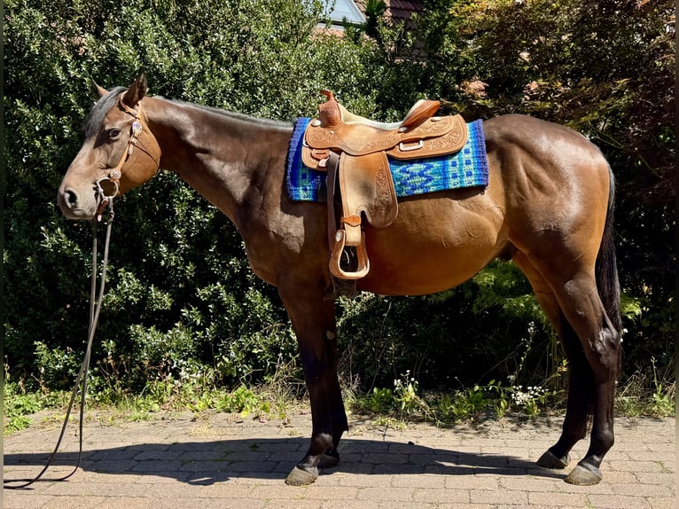American Quarter Horse Gelding 3 years 15.2 hh Bay-Dark in Grethem/Büchten