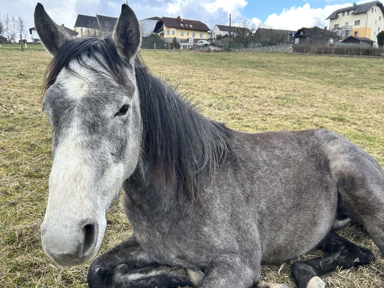 American Quarter Horse Gelding 3 years 15.2 hh Grey in Altenberg
