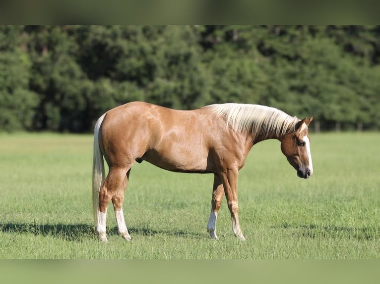 American Quarter Horse Gelding 3 years 15,2 hh Palomino in Irvington, AL