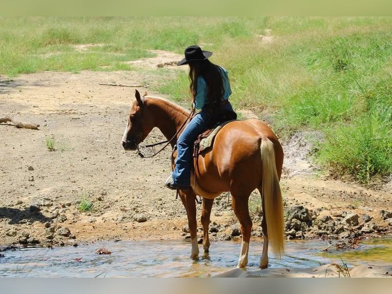 American Quarter Horse Gelding 3 years 15,2 hh Palomino in Irvington, AL