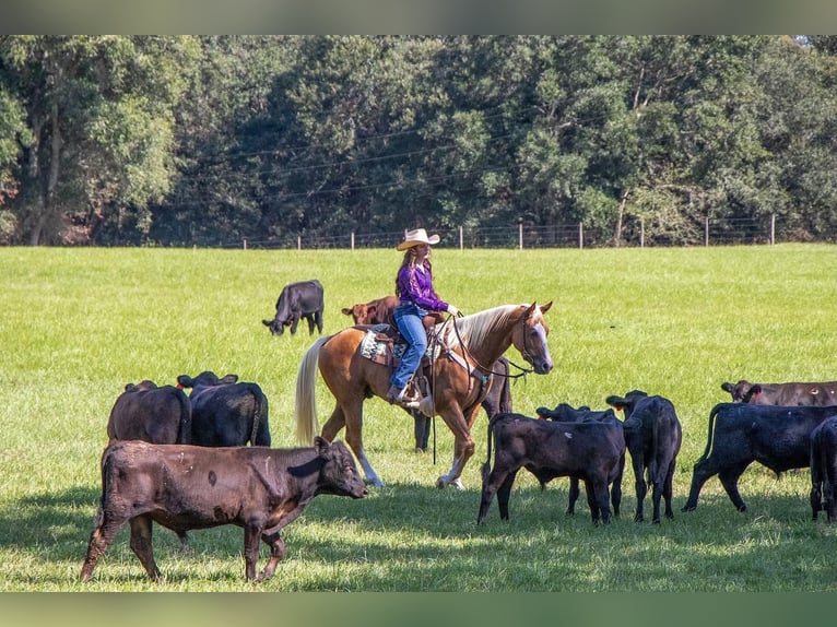 American Quarter Horse Gelding 3 years 15,2 hh Palomino in Irvington, AL