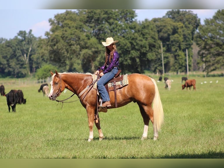 American Quarter Horse Gelding 3 years 15,2 hh Palomino in Irvington, AL