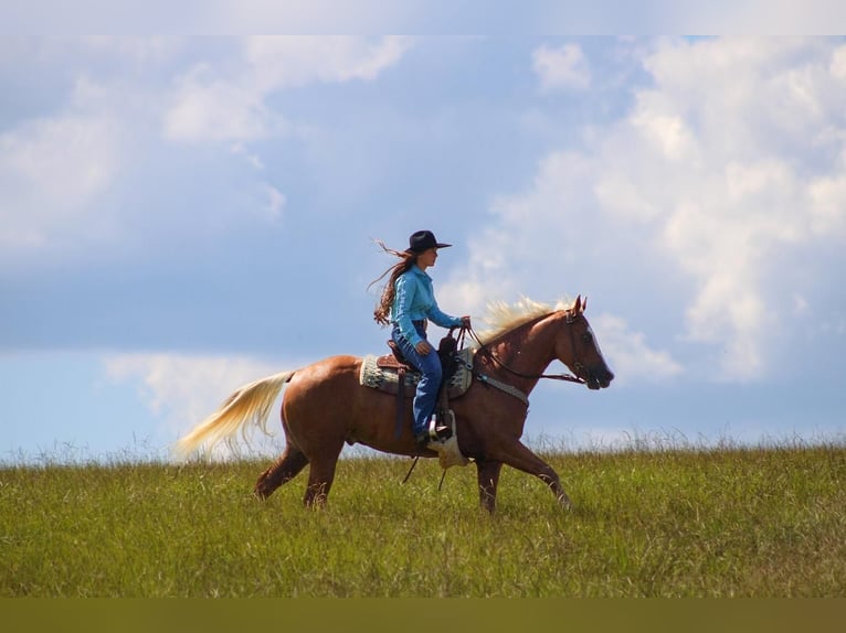 American Quarter Horse Gelding 3 years 15,2 hh Palomino in Irvington, AL