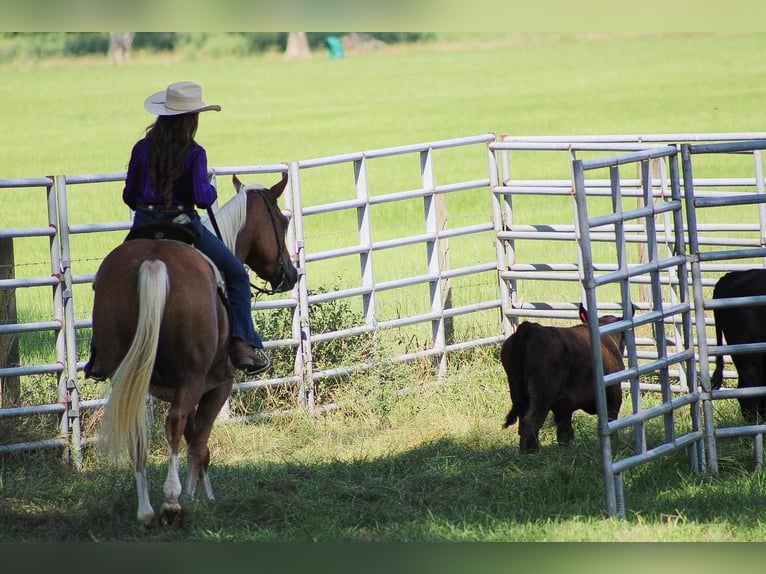 American Quarter Horse Gelding 3 years 15,2 hh Palomino in Irvington, AL