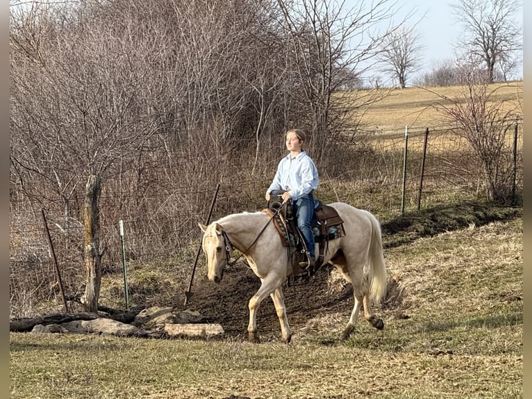 American Quarter Horse Gelding 3 years 15,2 hh Palomino in Kansas City, MO